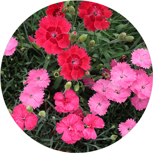 Red, hot pink and light pink Dianthus blooms.